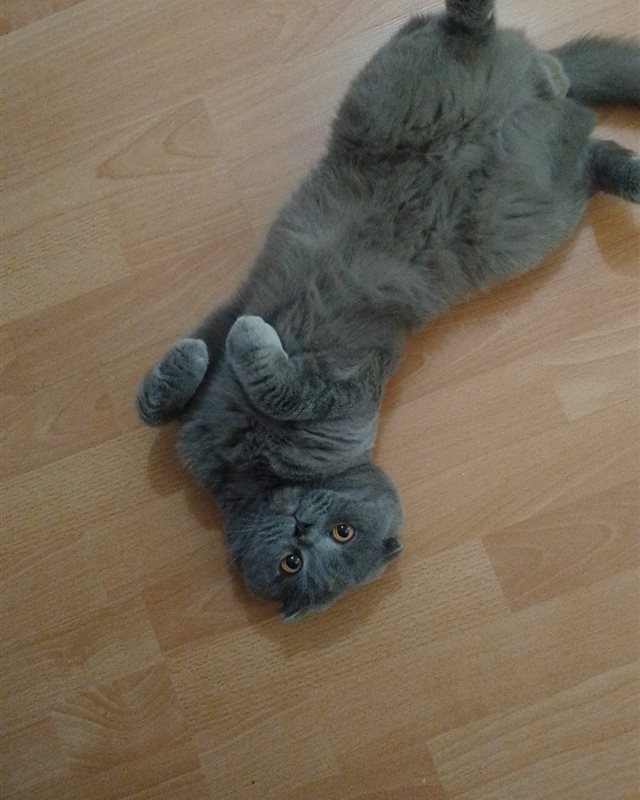Paşa Bey